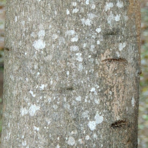 Bark of a Natal Mohogany