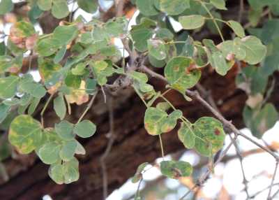 Leaves of a Knob Thorn tree