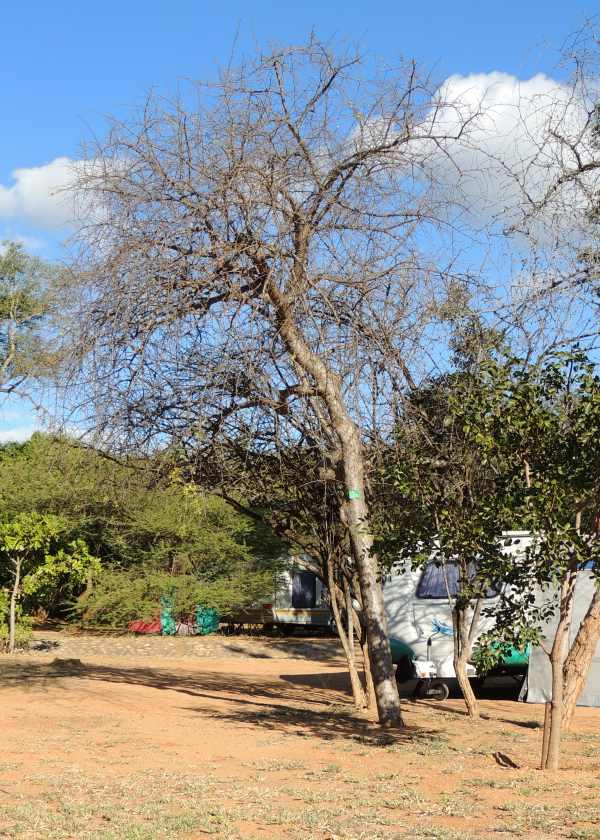 A Velvet-leaved Corkwood in Kruger National Park