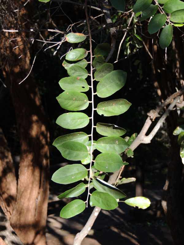 The leaves of a Giant Raisin tree