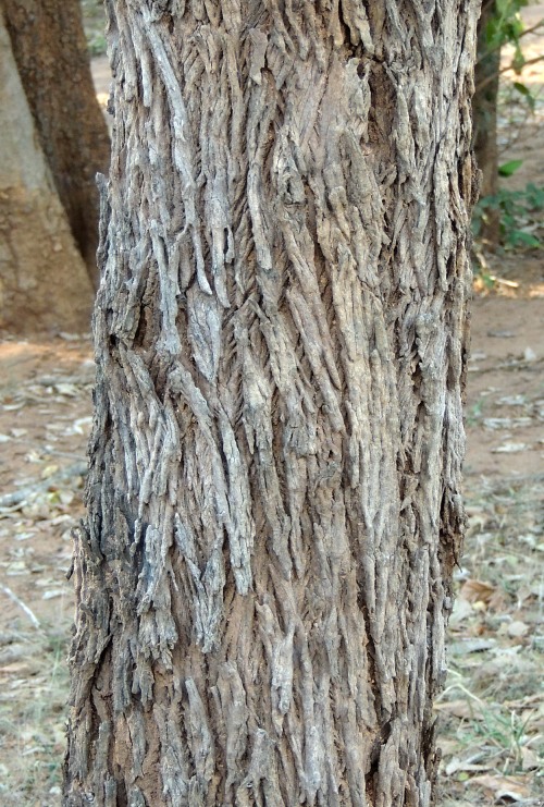 Bark of the Russet Bush-Willow tree