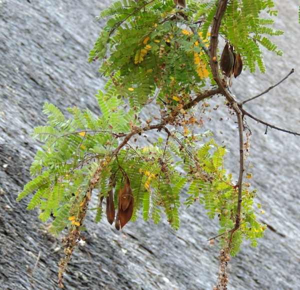 Leaves and seedpods of a Weeping Wattle tree