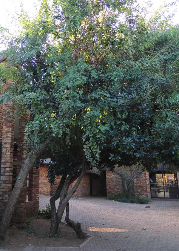 Round-leaved Teak