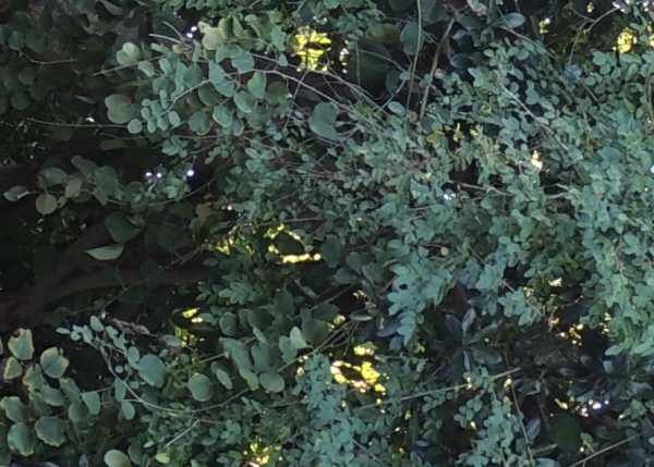 Leaves of the Round-leaved Teak