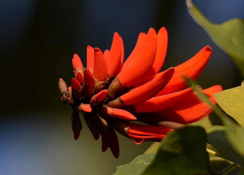 Common Coral Tree - Trees and other plants of South Africa