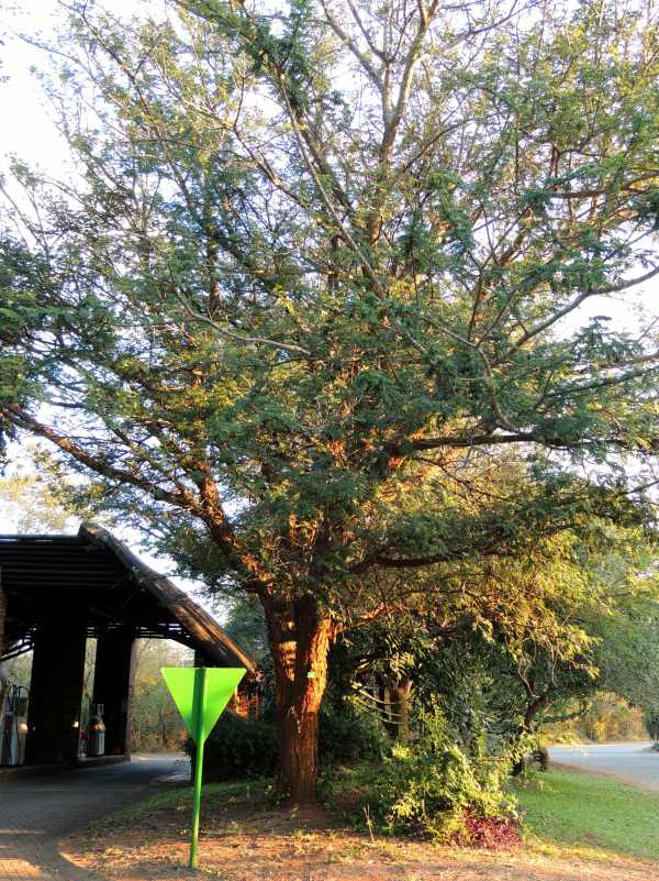 Black Monkey Thorn at Berg-en-Dal Camp, Kruger National Park