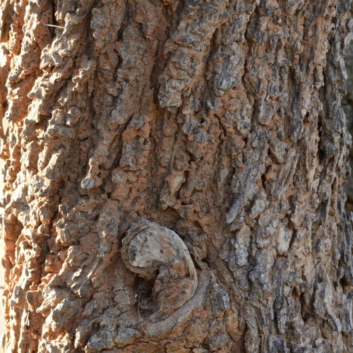 Bark of a Bushveld Albizia