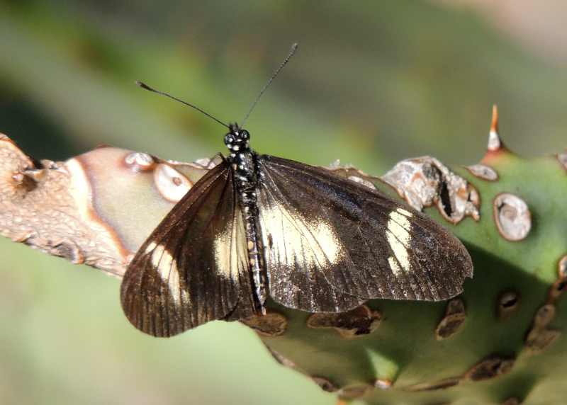 Dusky Acraea