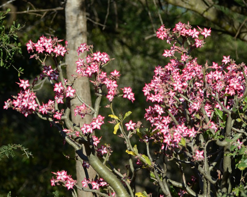 The flower of the Impala Lily