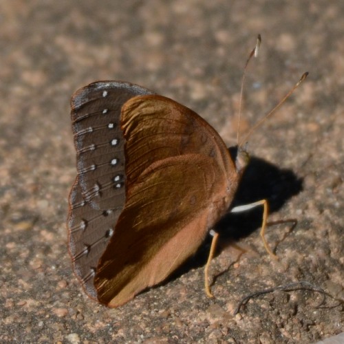 The underwing of the Guineafowl showing its spots