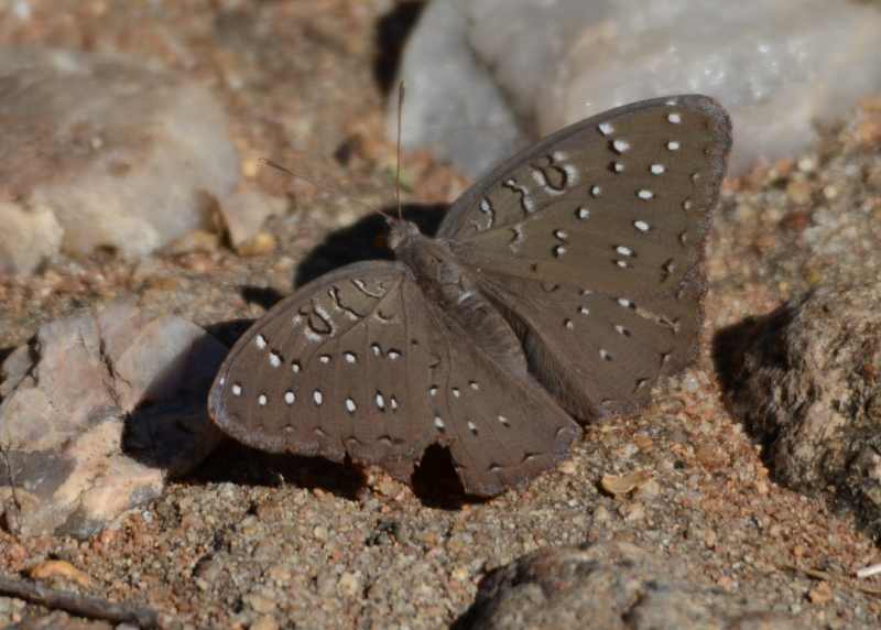 The upperwing of the Guineafowl showing its spots