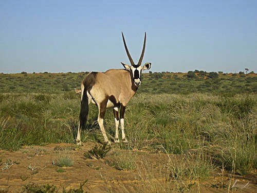 Gemsbok