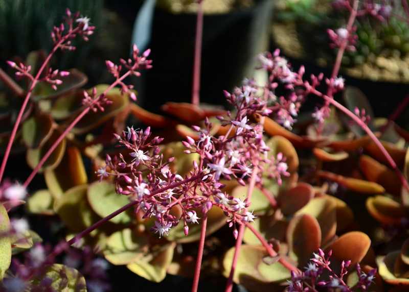 Pondoland Crassula (Crassula streyi)