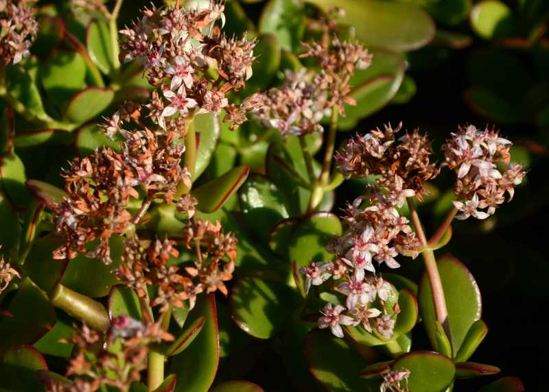 Flowers of Stonecrop plant