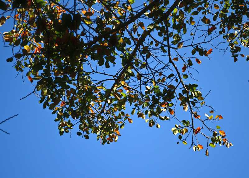 Leaves of a Coastal Golden-leaf tree