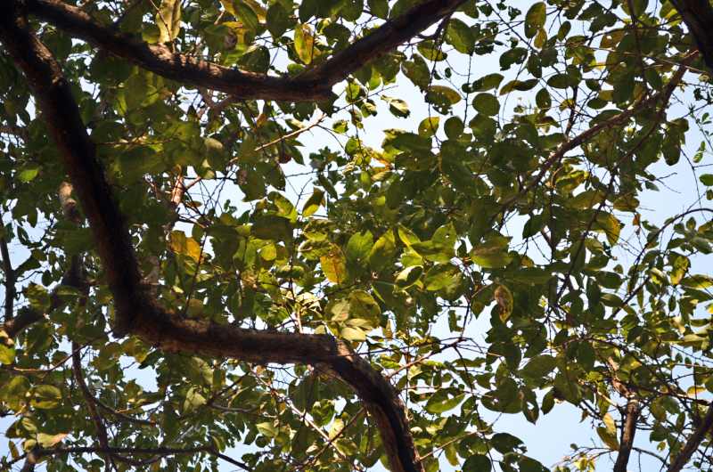 Coastal Golden-leaf