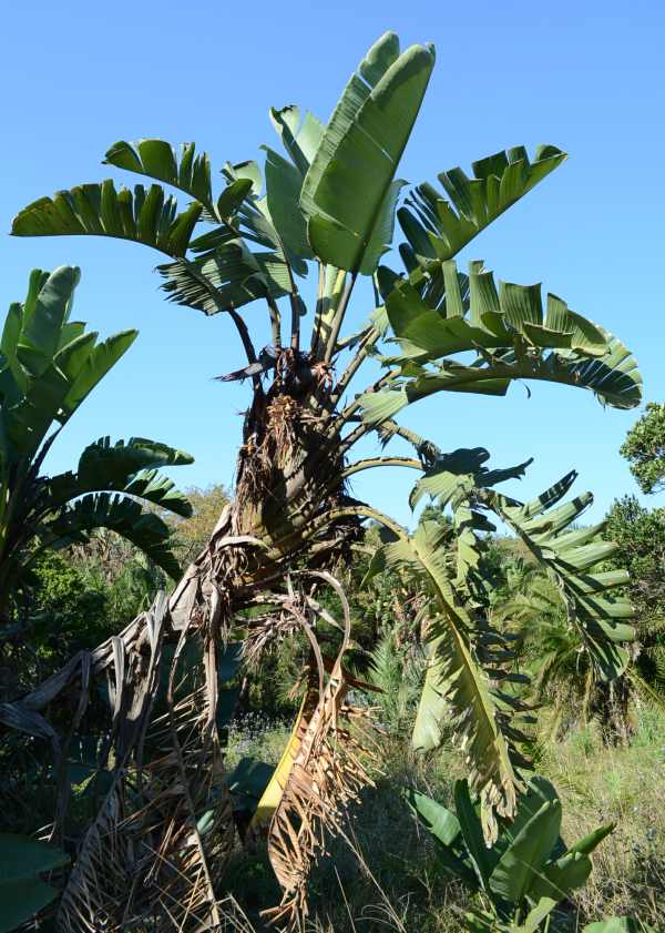 Coastal Strelitzia at Kenneth Stainbank Nature Reserve