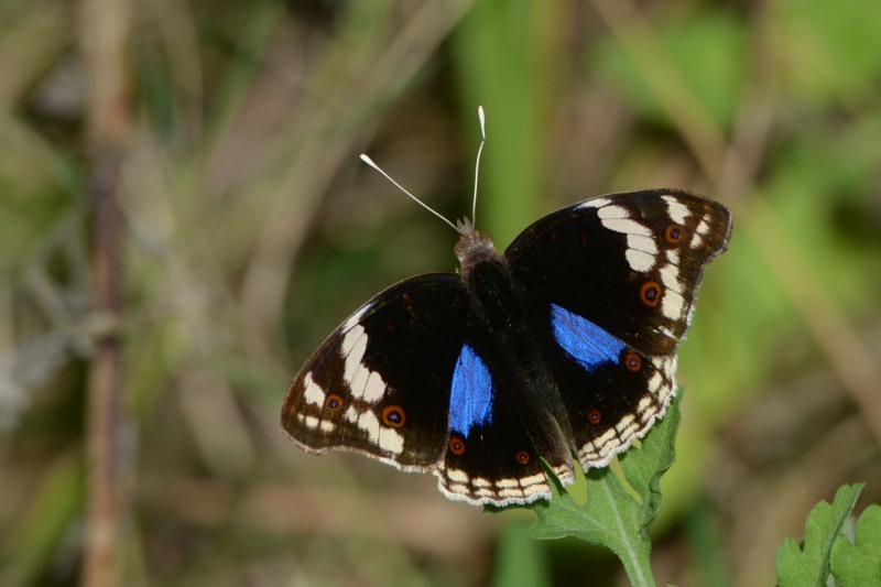 Blue Pansy butterfly at Kenneth Stainbank Nature Reserve