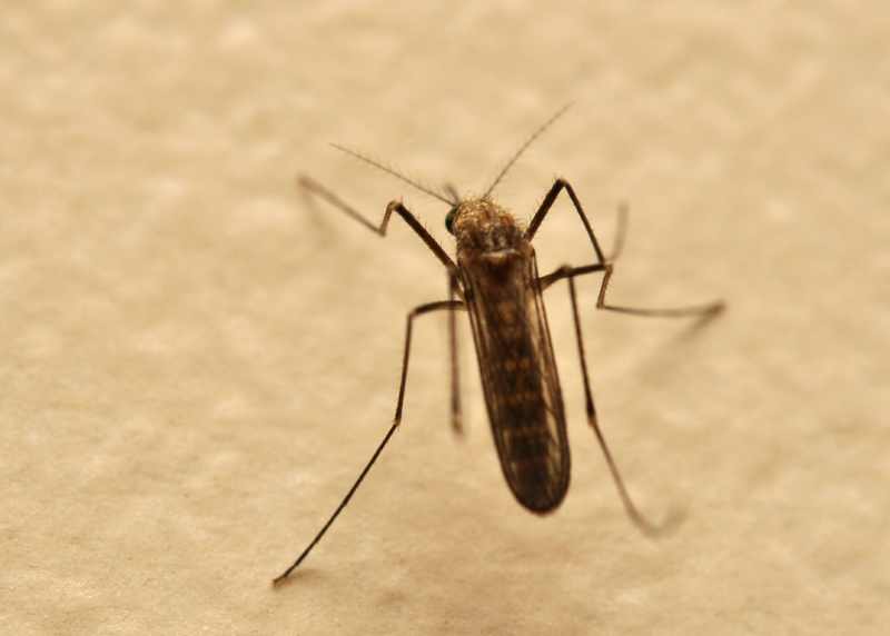 The unpopular House Mosquito