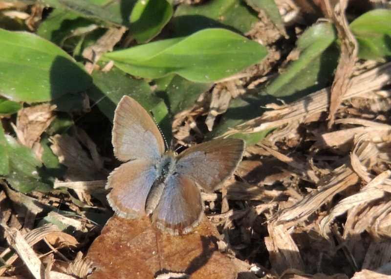 Sooty Blue butterfly