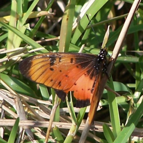 Natal Acraea butterfly