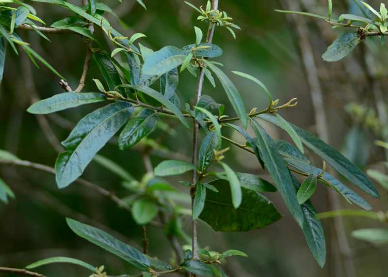 Leaves of a Pambati Tree