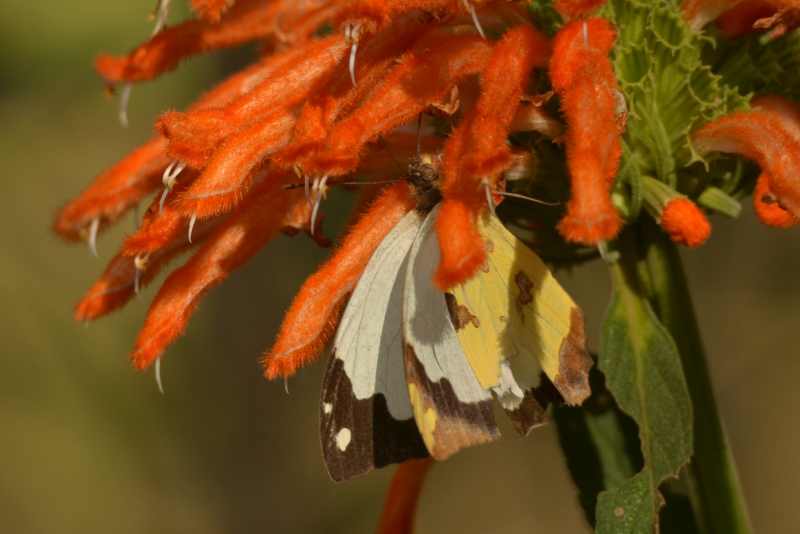 Female African Common White butterfly