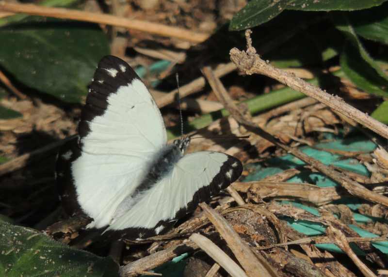 African Common White butterfly