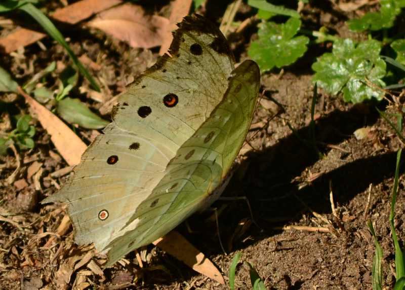 Common Mother-of-Pearl butterfly