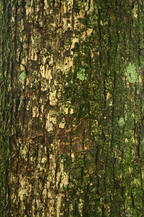 Bark of a Powderpuff Tree