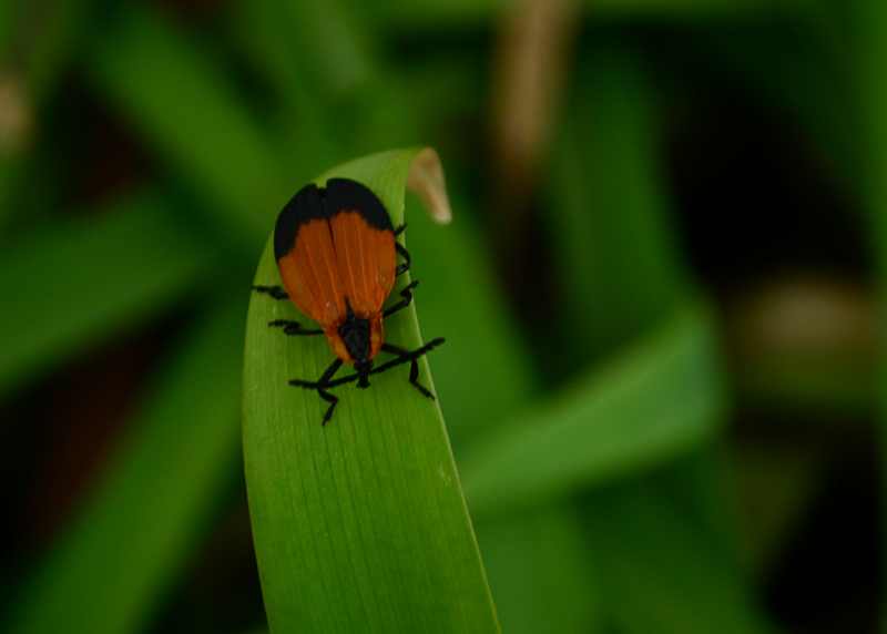 Hook-winged Net-winged Beetle