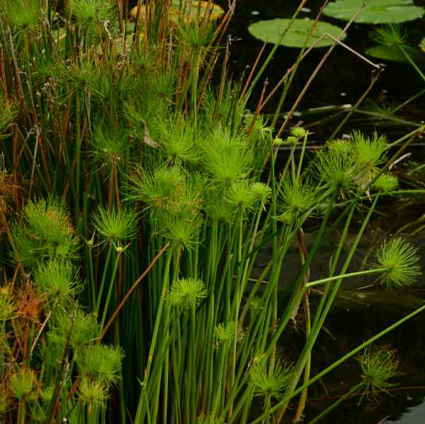 Dwarf Papyrus