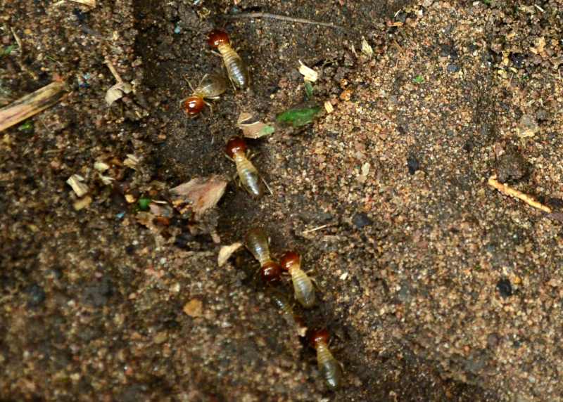 Common Fungus-growing Termite