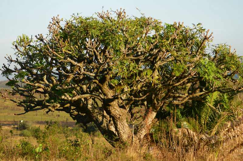 Common Cabbage Tree