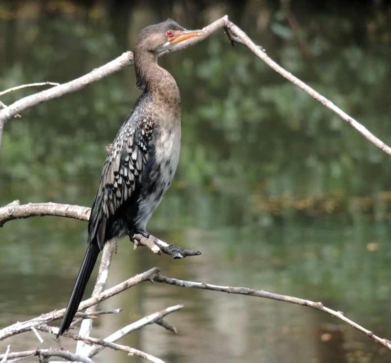 Reed Cormorant