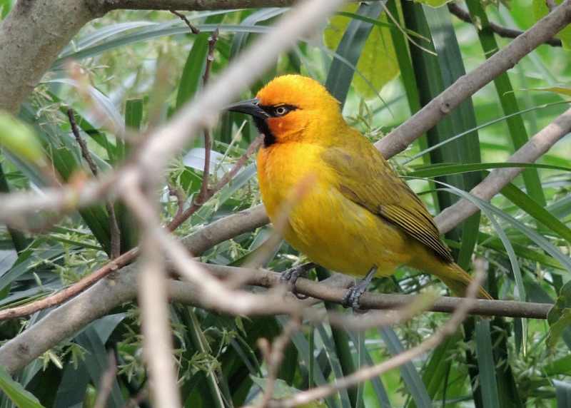 Spectacled Weaver