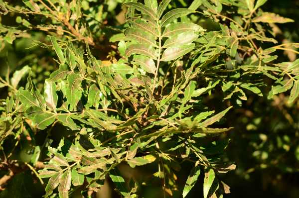 Leaves of a Wild Plum tree, South Africa