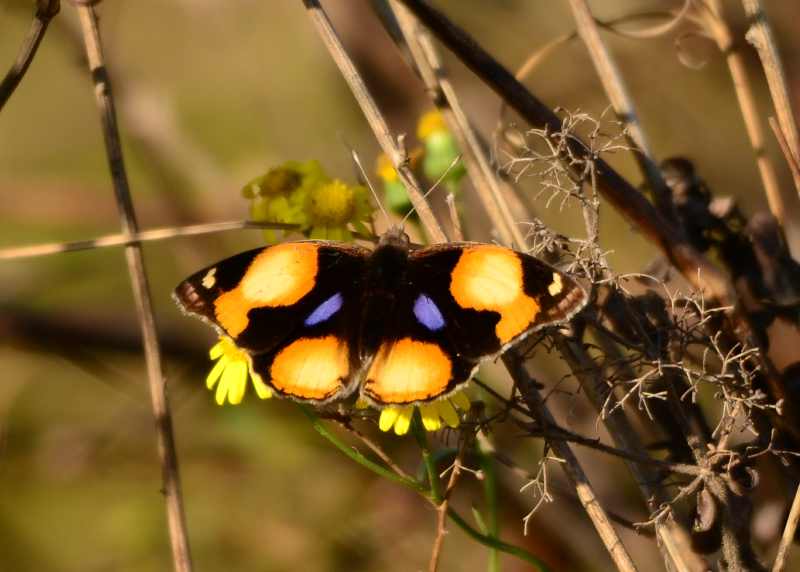 A Yellow Pansy butterfly in grassland at Vernon Crookes Nature Reserve