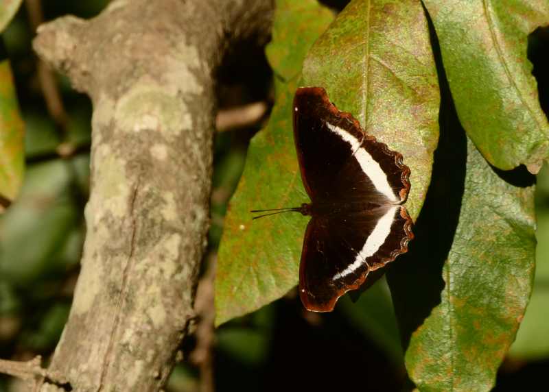 Pied Piper butterfly at Vernon Crookes Nature Reserve