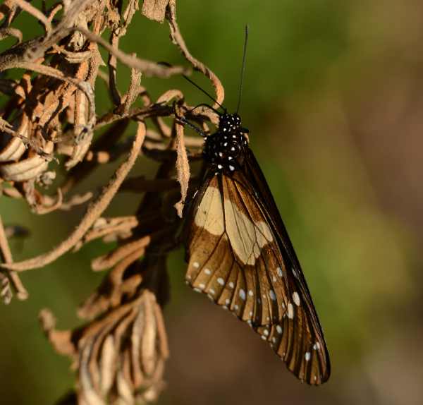 The Layman butterfly