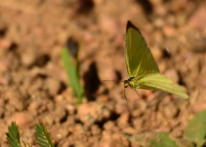 Common Grass Yellow butterfly in flight