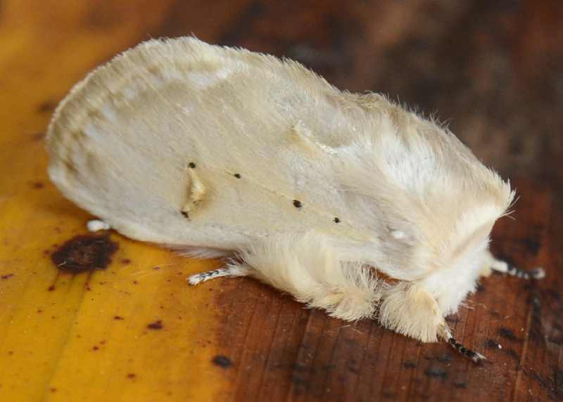 Fig-tree Moths are fluffy little fellows
