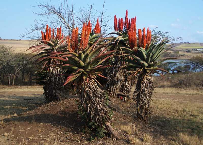 Bitter Aloe