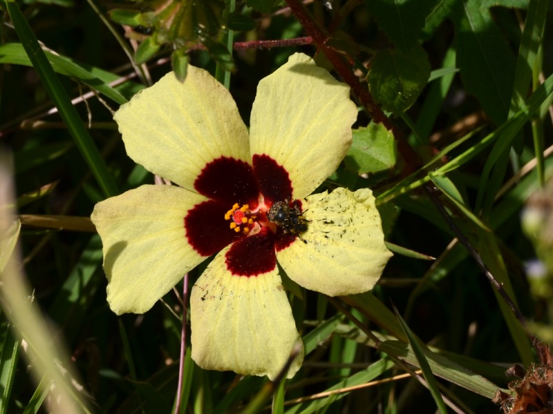 Hewitt's Dwarf Morning Glory