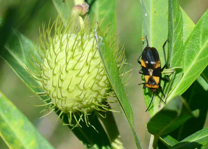 Milkweed Bug