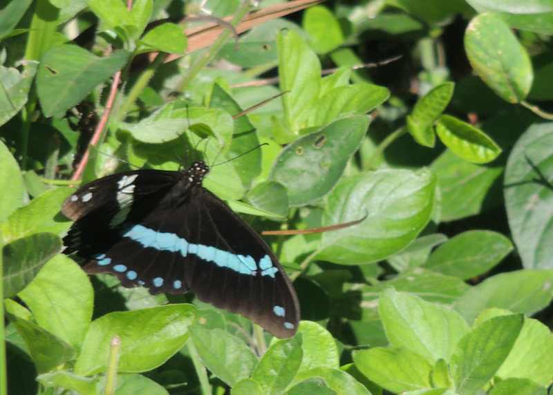 Green-banded Swallowtail