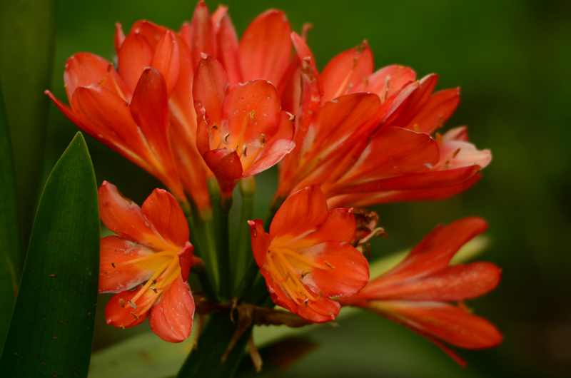 Clivia