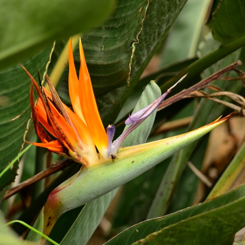 Crane Flower: a stunning flower often referred to as a Strelitzia