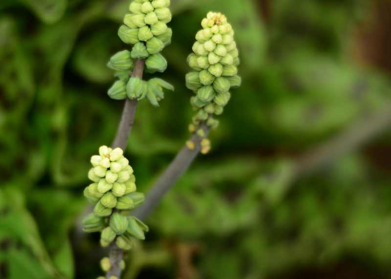 Flowers off the Green Drimiopsis