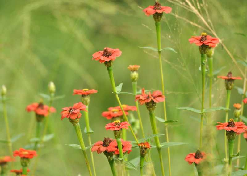 Red-Star Zinnias in iMfolozi Game Reserve